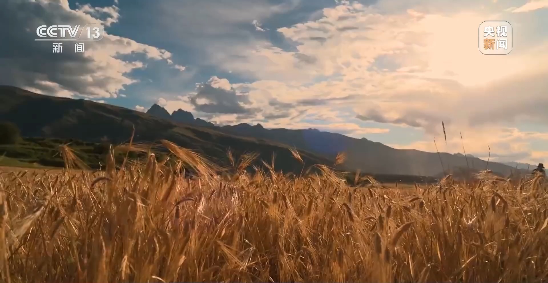 新聞周刊 | 青稞熟，畫卷展 見證豐收喜悅，賦能飼料生產(chǎn)新篇